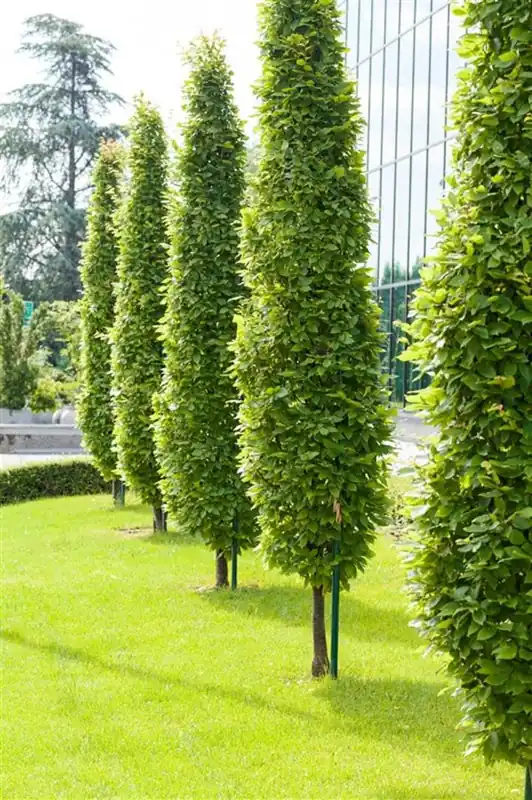 Carpinus betulus ‘Fastigiata‘ - Aanrader