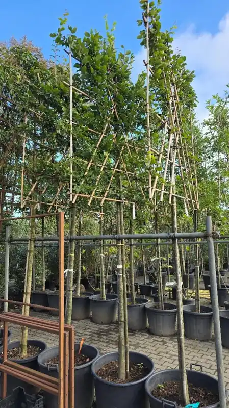 Populair bij klanten - Carpinus betulus Leivorm