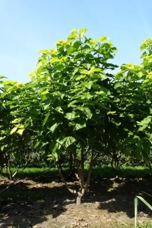 Aanbieding - Catalpa bignonioides ‘Aurea‘ Meerstammig