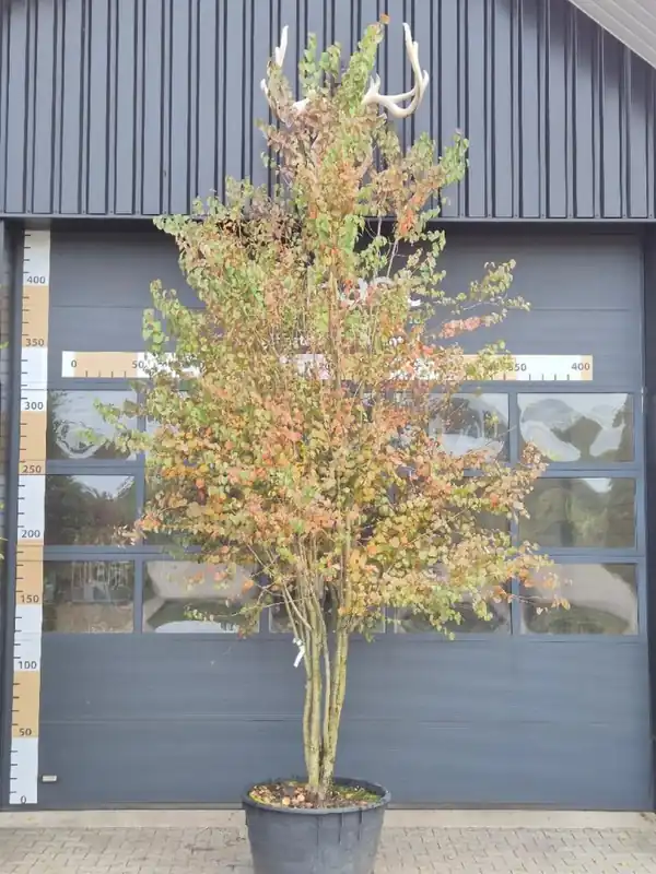Cercidiphyllum japonicum meerstam | Veel gekozen