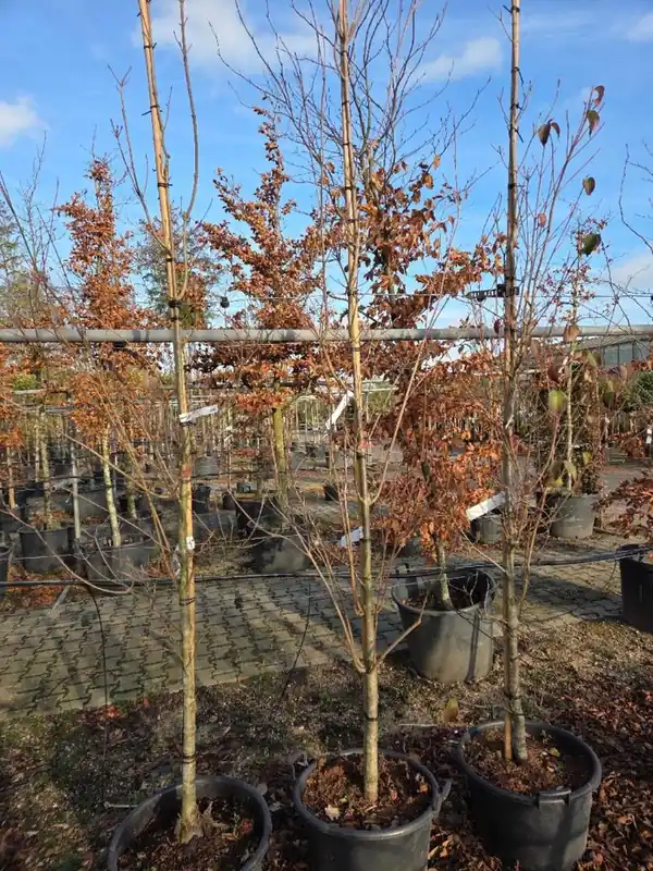 Makkelijk bestellen - Cornus kousa ‘Wieting‘s Select‘