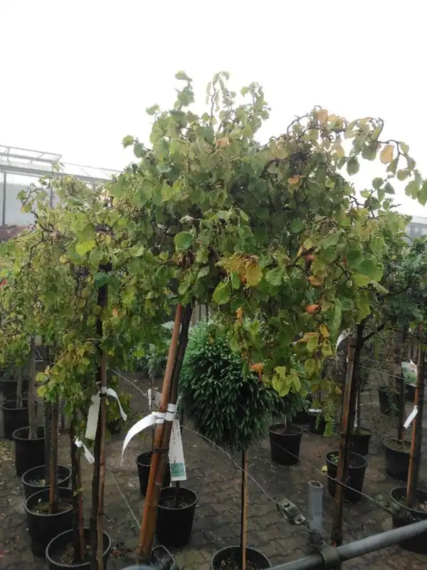 Corylus avelana ‘Twister‘ | Koopje