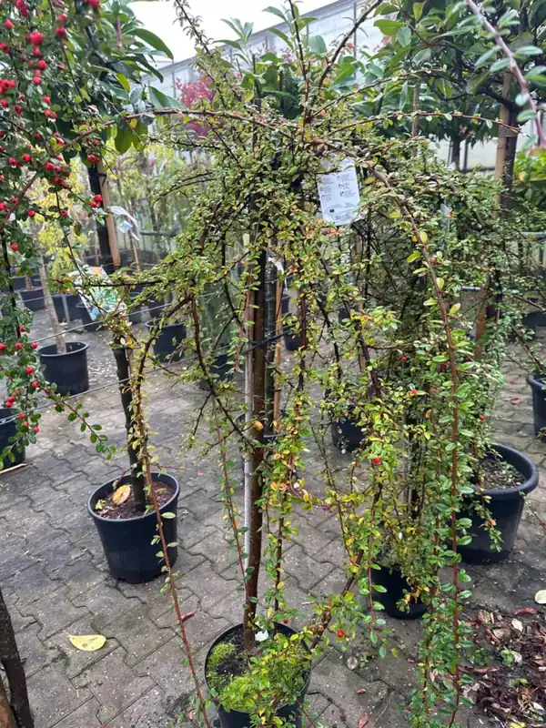 Veel voordeel | Cotoneaster ‘Coral Beauty‘