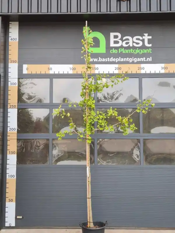 Crataegus laev. ‘Paul‘s Scarlet‘ | Voordeelprijs