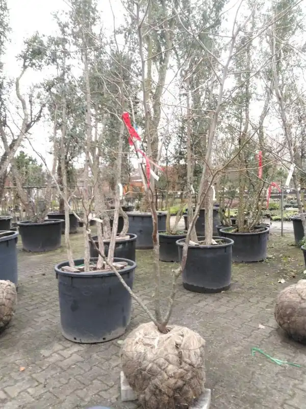 Gleditsia triac. ‘Sunburst‘ - Veilige betaling