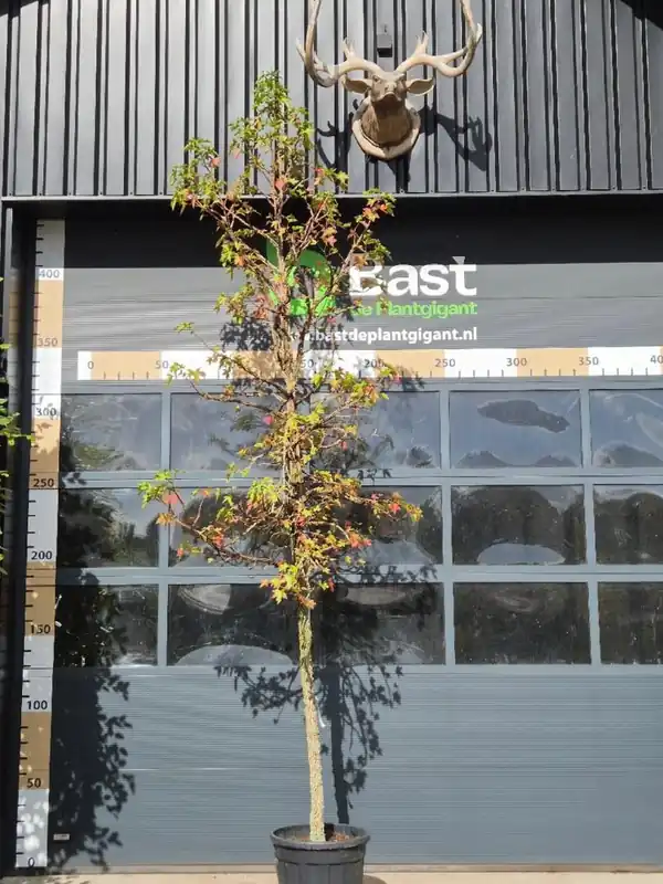 Liquidambar styr. ‘Kuijck Garden Select‘ - Uitverkoop