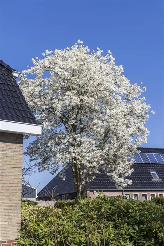 Rechtstreeks van de fabrikant - Magnolia kobus