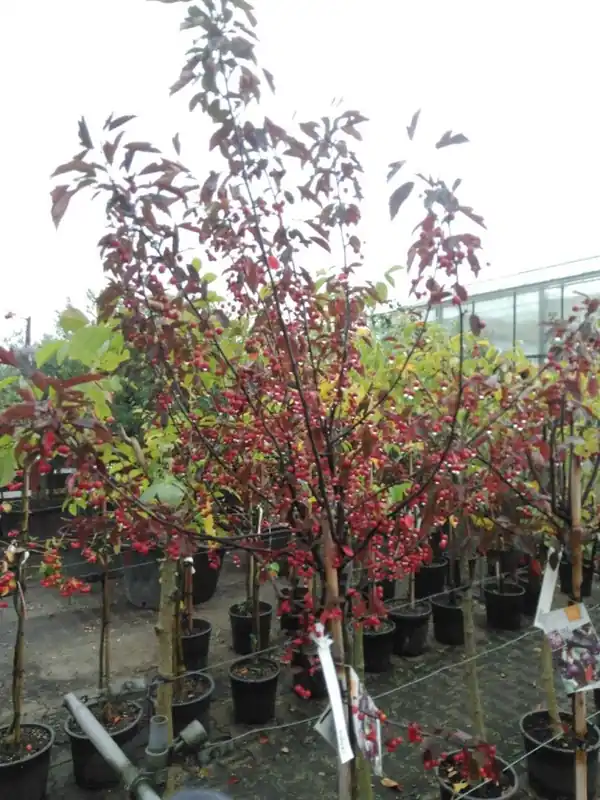 Laatste stuks | Malus toringo ‘Freja‘