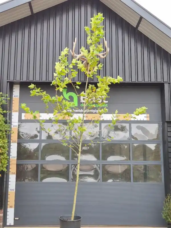 Gratis retourneren - Platanus hispanica