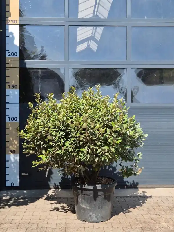 Voorraad bijna op | Elaeagnus ebb. ‘Compacta‘ Meerstammig