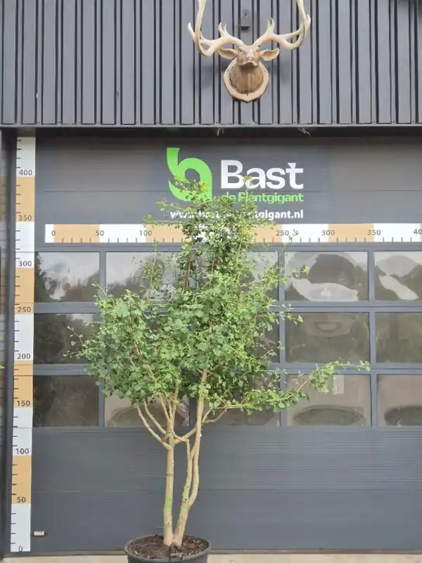 Ginkgo biloba Meerstammig | Nieuwe release
