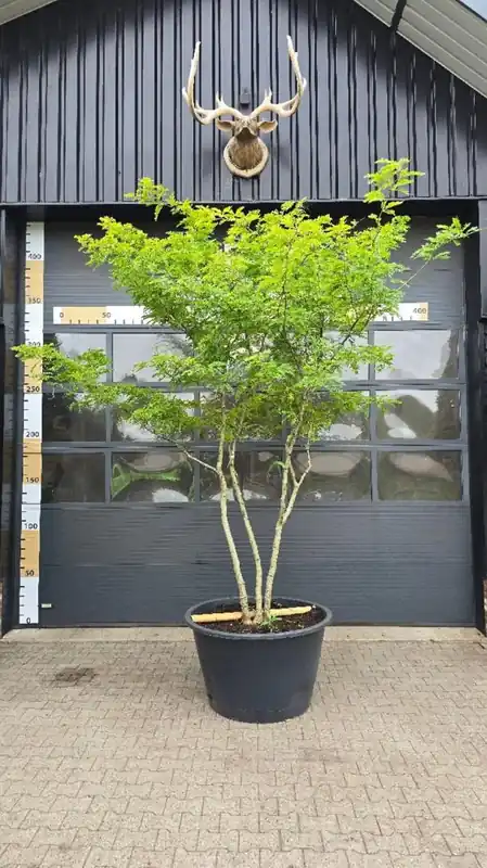 Veilig betalen | Gleditsia tria. ‘Sunburst‘ Meerstammig