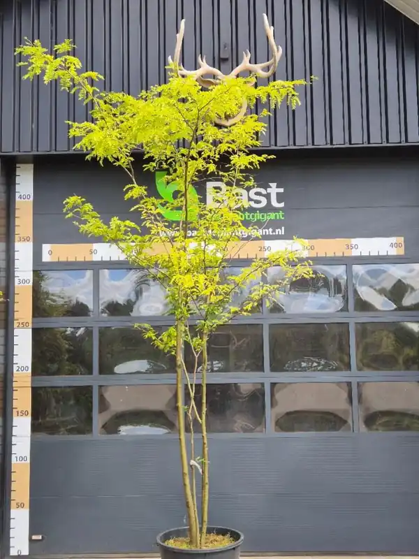 Gleditsia triac. inermis Meerstammig | Topprijs