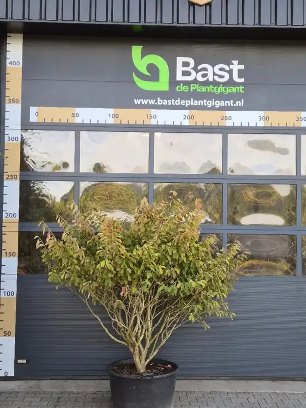 Hamamelis int. ‘Arnold Promise‘ Meerstammig - Hoge kwaliteit