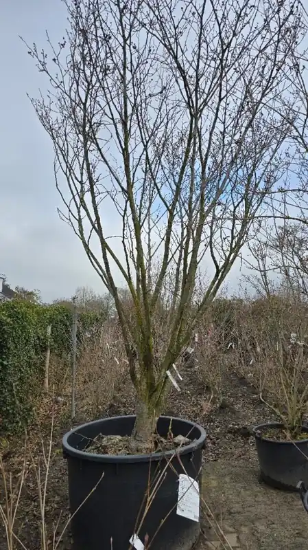 Snelle verzending | Hamamelis int. ‘Westerstede‘ Meerstammig