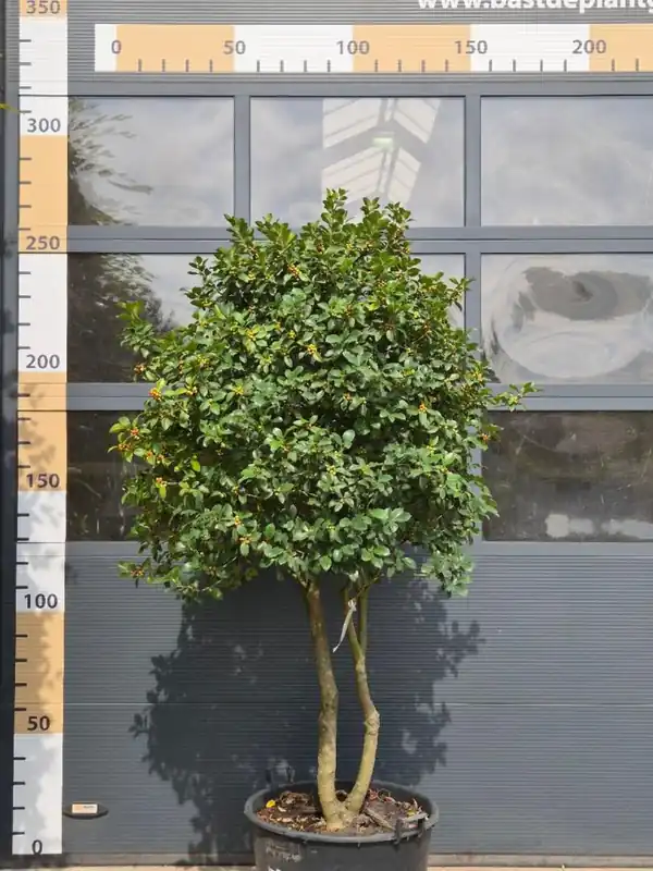 Ilex meserveae Meerstammig - Superprijs