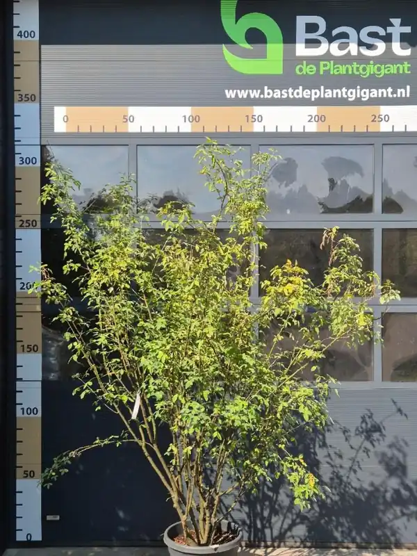 Scherp geprijsd | Laburnum anagyroides Meerstammig