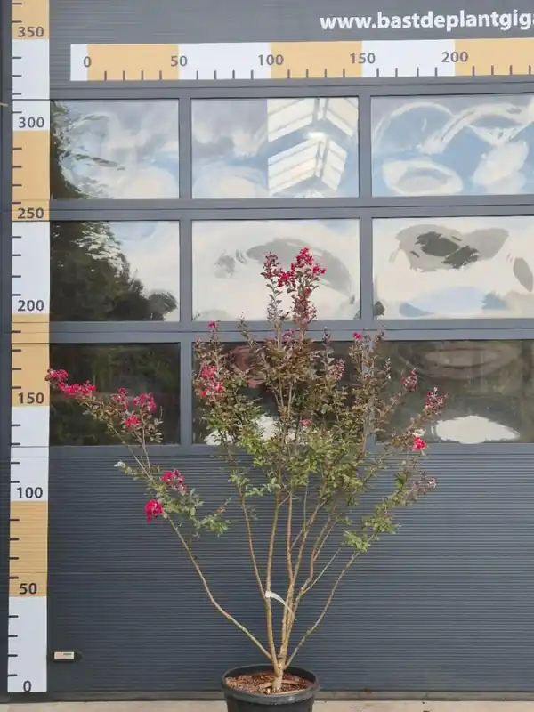 Beperkte voorraad - Lagerstroemia i. ‘Red Imperator‘ Meerstammig