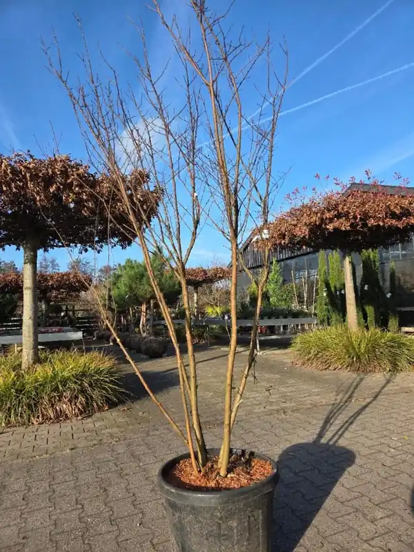 Lagerstroemia i. ‘Rosea Nova‘ Meerstammig | Eenvoudig retourneren