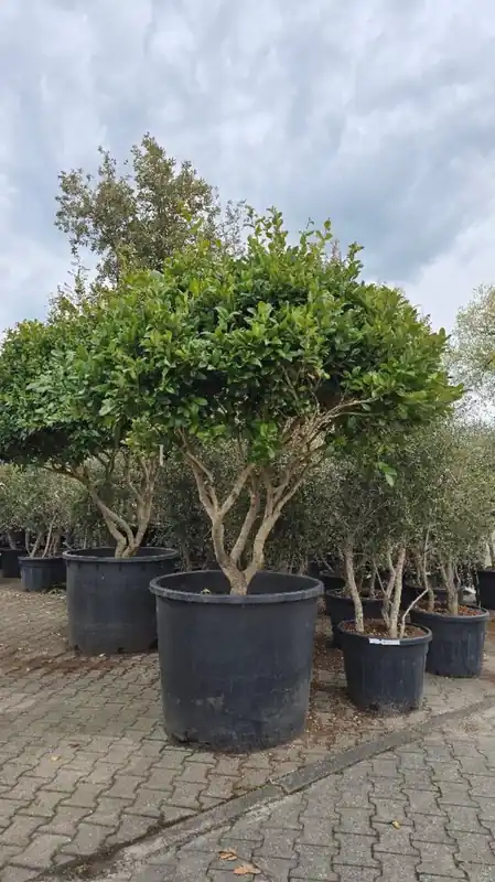 Ligustrum texanum Meerstammig | Online bestellen