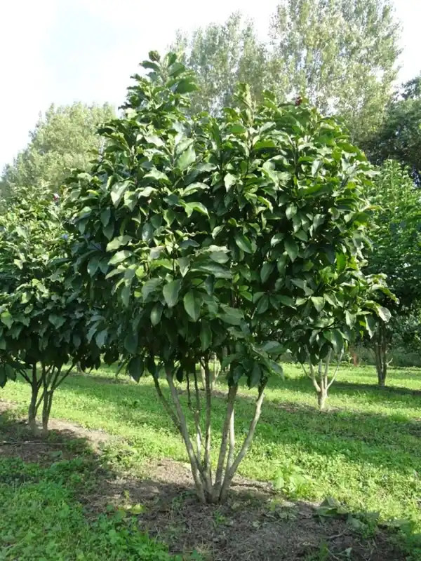 Bespaar nu | Magnolia ‘Susan‘ Meerstammig