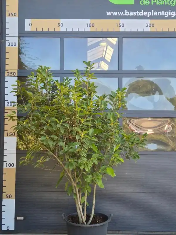 Magnolia soulangeana Meerstammig - Gratis retourneren