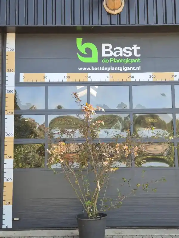 Bestel nu - Malus Variegata