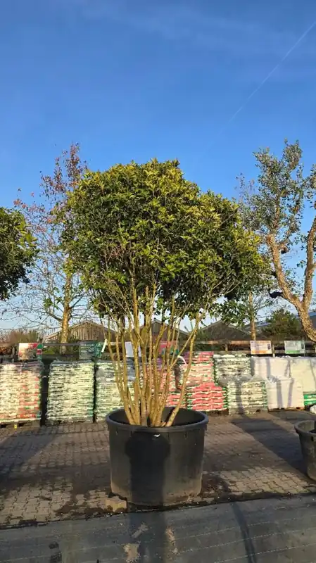 Osmanthus heterophyllus Meerstammig - Zolang de voorraad strekt