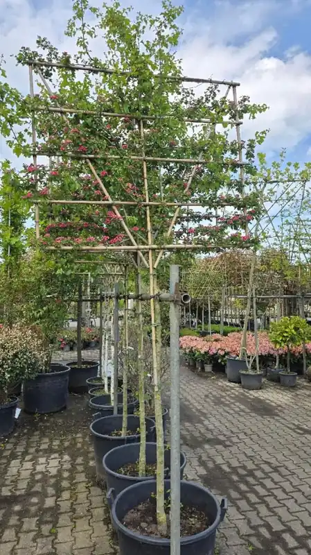Nieuw - Crataegus laev. ‘Paul‘s Scarlet‘ Leivorm