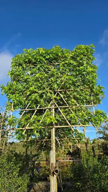 Topdeal | Liquidambar styr. ‘Worplesdon‘ Leivorm