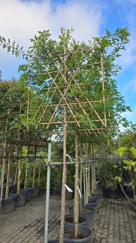 Quercus palustris Leivorm | Bespaar nu