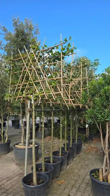 Tilia europaea ‘Pallida‘ Leivorm | Nu beschikbaar