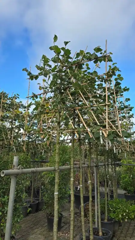 Speciale deal - Tillia vulgaris ‘Pallida‘ Leivorm