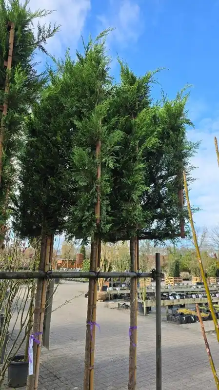 Meest verkocht | Cupressocyparis leylandii Leivorm