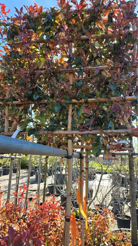 Photinia fraseri ‘Red Robin‘ Leivorm - Populair