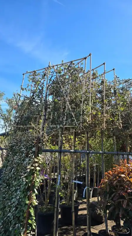 Quercus Ilex Leivorm | Speciale aanbieding