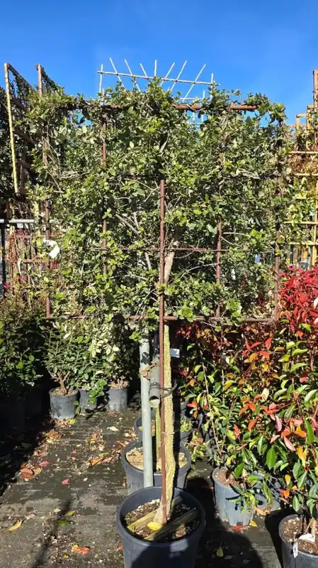Tijdelijke actie - Quercus suber Leivorm