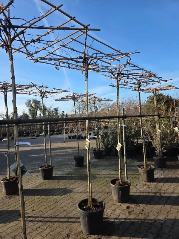 Trending | Liquidambar styr. ‘Worplesdon‘ Dakvorm