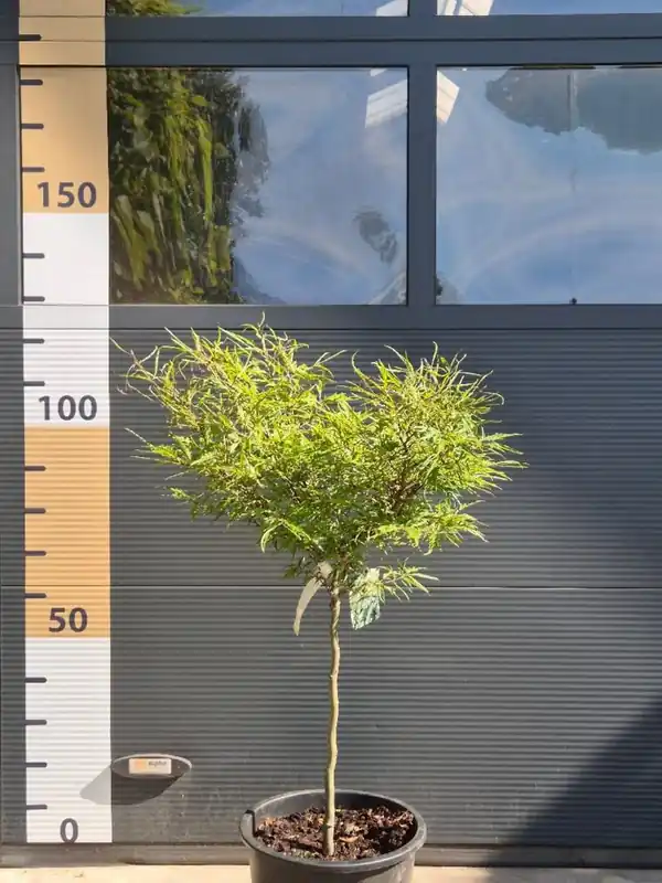 Goed beoordeeld - Fagus syl. ‘Mercedes‘