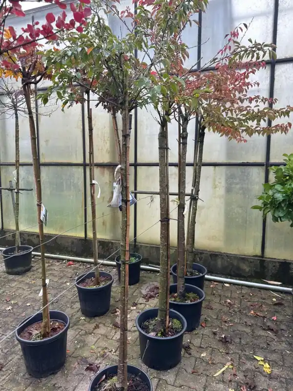 Expreslevering - Larix kaempf. ‘Stiff Weeper‘