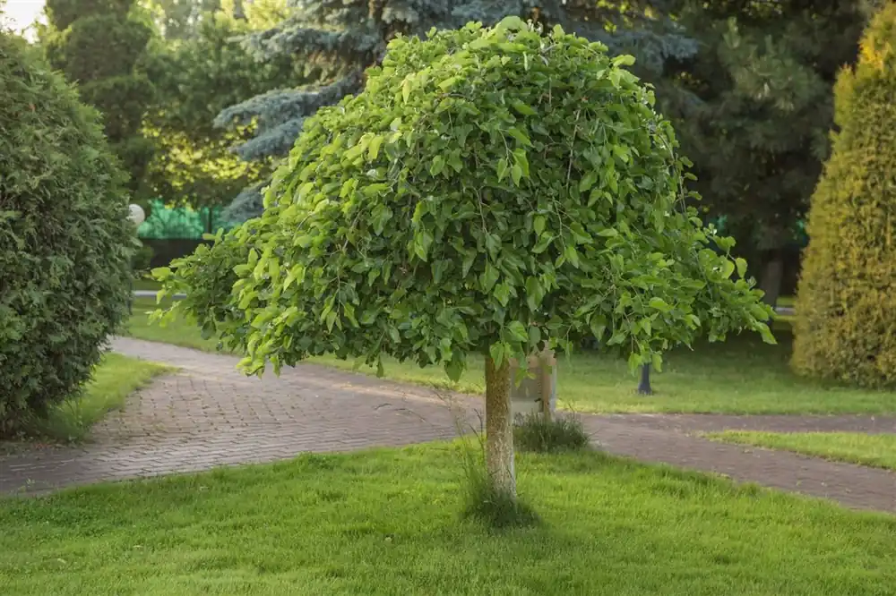 Favoriet van klanten | Morus alba ‘Pendula‘