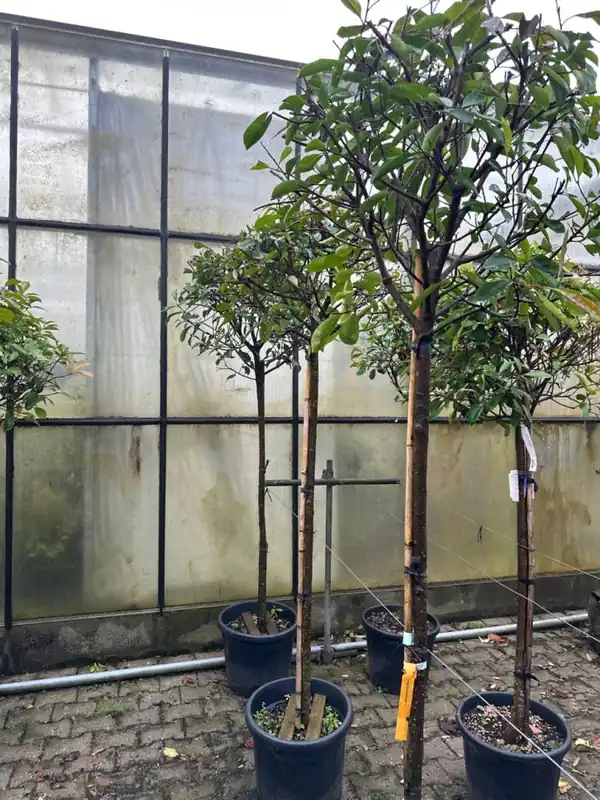 Photinia fras. ‘Red Robin‘ Stam - Extra voordeel