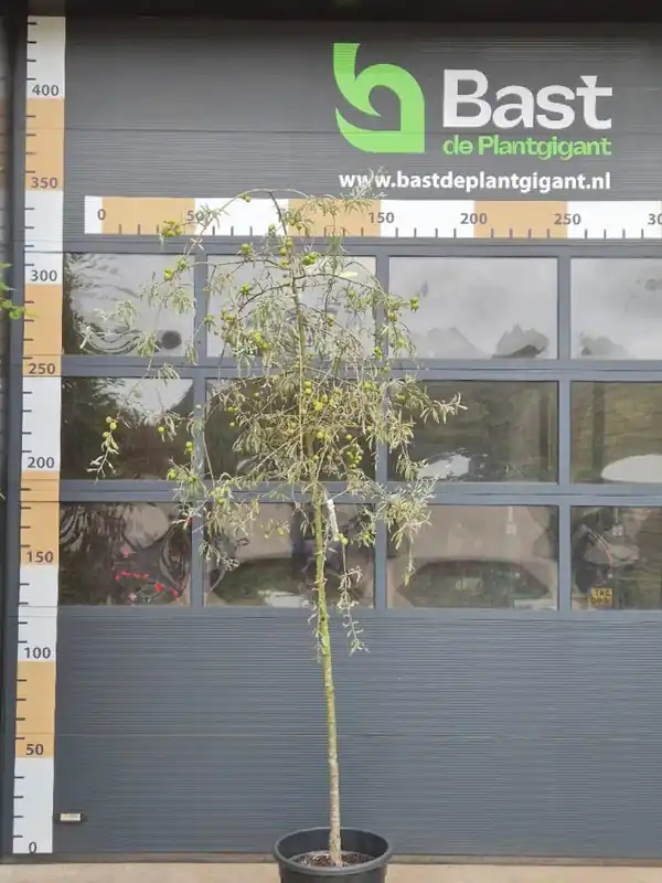 Pyrus salicifolia ‘Pendula‘ - Snelle verzending