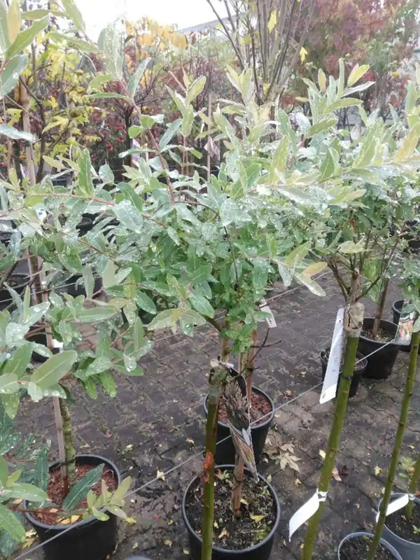 Direct bestellen - Salix integra ‘Hakuro-nishiki‘