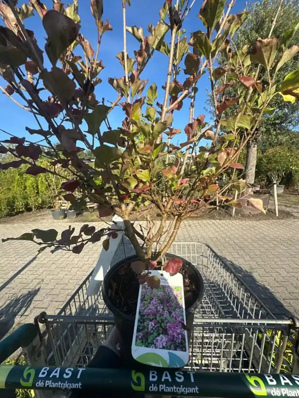 Syringa meyeri ‘Palibin‘ - Nu beschikbaar