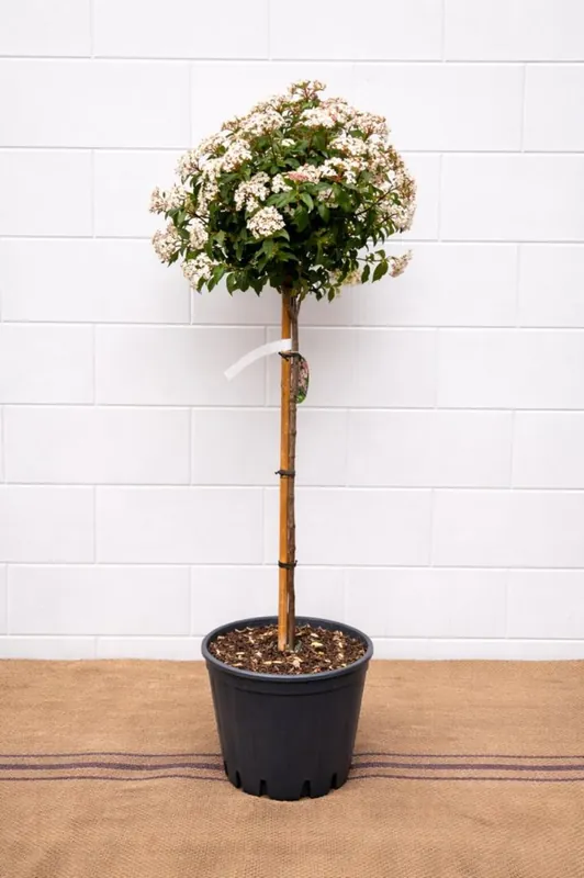 Viburnum tinus op stam - Scherpe prijs