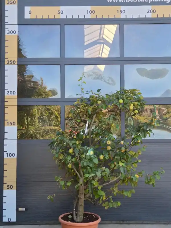 Pak je kans | Ficus carica ‘Icecristal‘