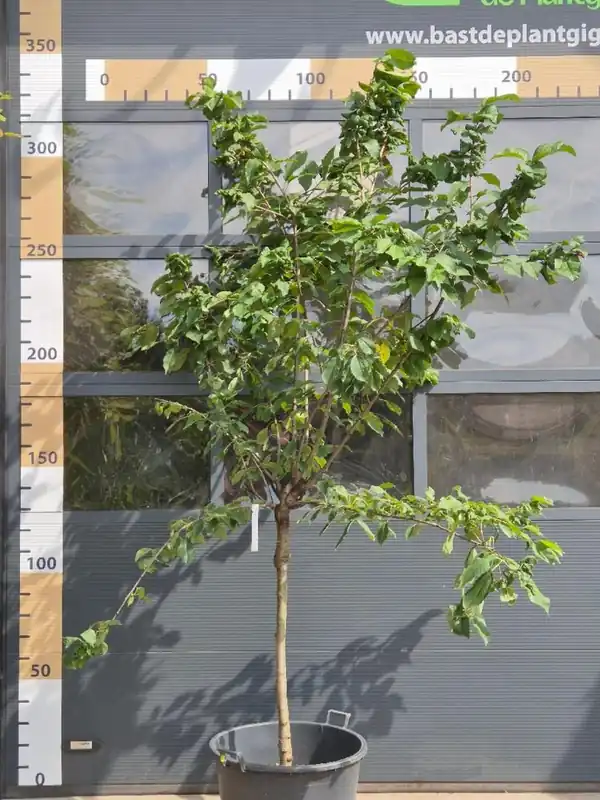Fruitbomen diverse hoogstam - Hoog gewaardeerd