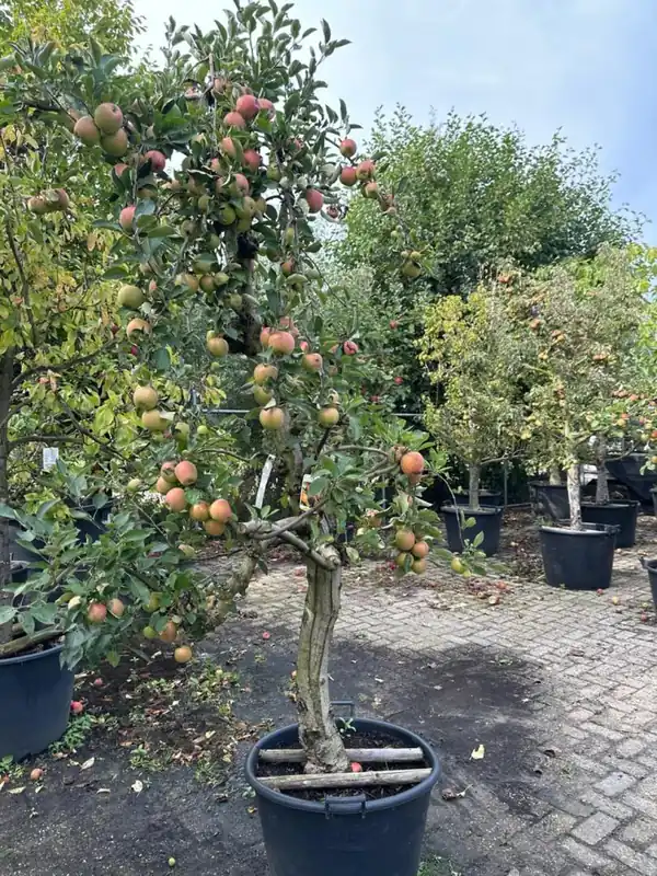Tijdelijk aanbod | Malus d. ‘Braeburn‘ Karakter