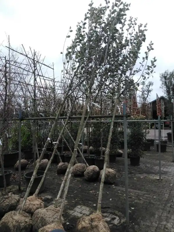 Malus d. ‘Elstar‘ - Bestel nu